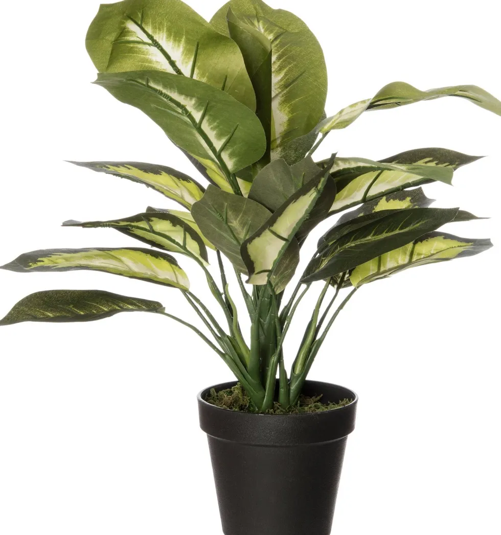 Intratuin kunstplant Dieffenbachia D 12,5 H 50 cm