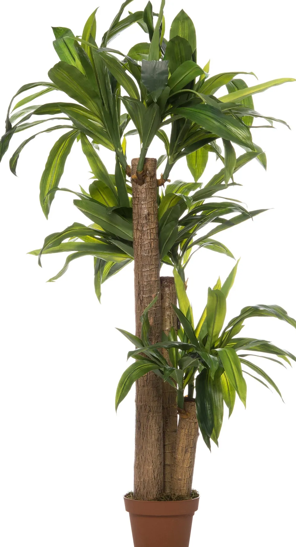 Intratuin kunstplant Drakenbloedboom D 20 H 140 cm