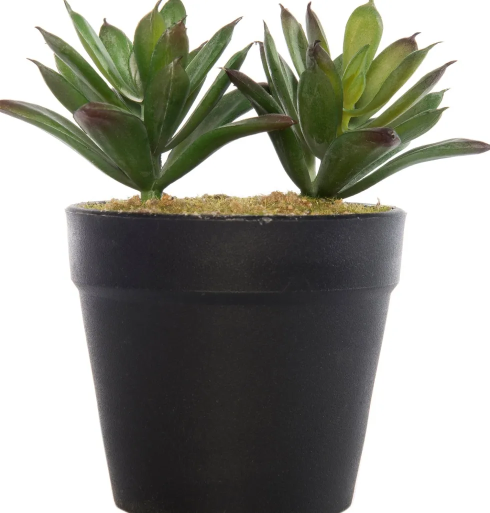 Intratuin kunstplant Echeveria H 11,5 cm
