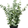 Intratuin kunstplant Eucalyptus donkergroen D 15 H 67 cm
