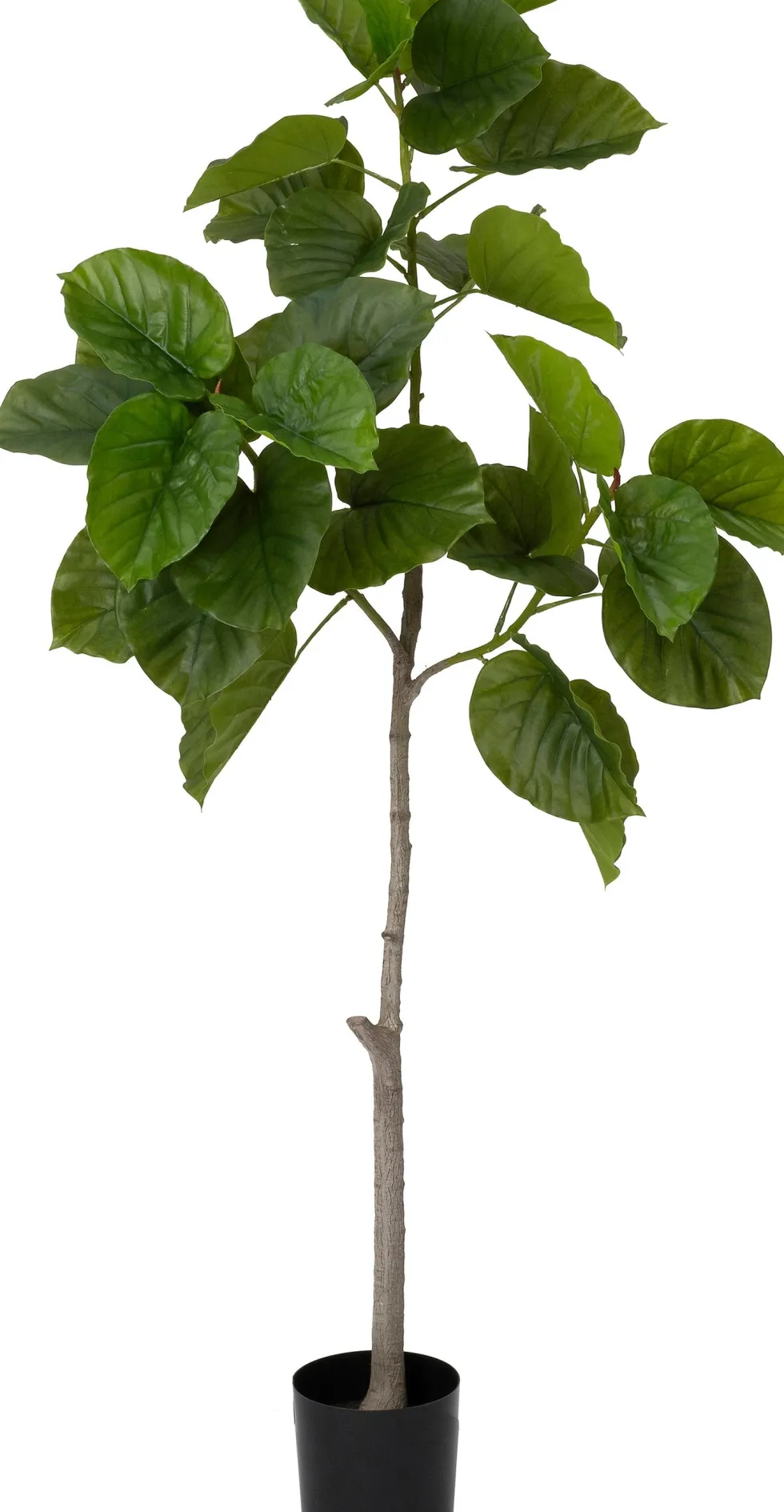 Intratuin kunstplant Ficus umbellata D 19,5 H 174 cm