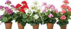 Intratuin kunstplant Geranium roze D 8,5 H 34 cm