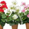 Intratuin kunstplant Geranium rood D 12 H 43 cm