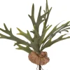 Intratuin kunstplant Hertshoornvaren H 50 cm