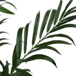 Intratuin kunstplant Kentiapalm D 9,5 H 250 cm
