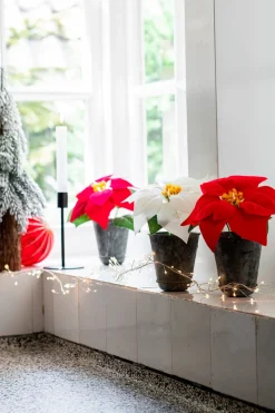 Intratuin kunstplant Kerstster donkerrood H 17 cm