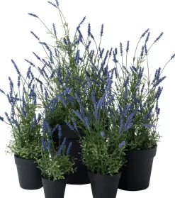 Intratuin kunstplant lavendel paars D 20 H 63,5 cm