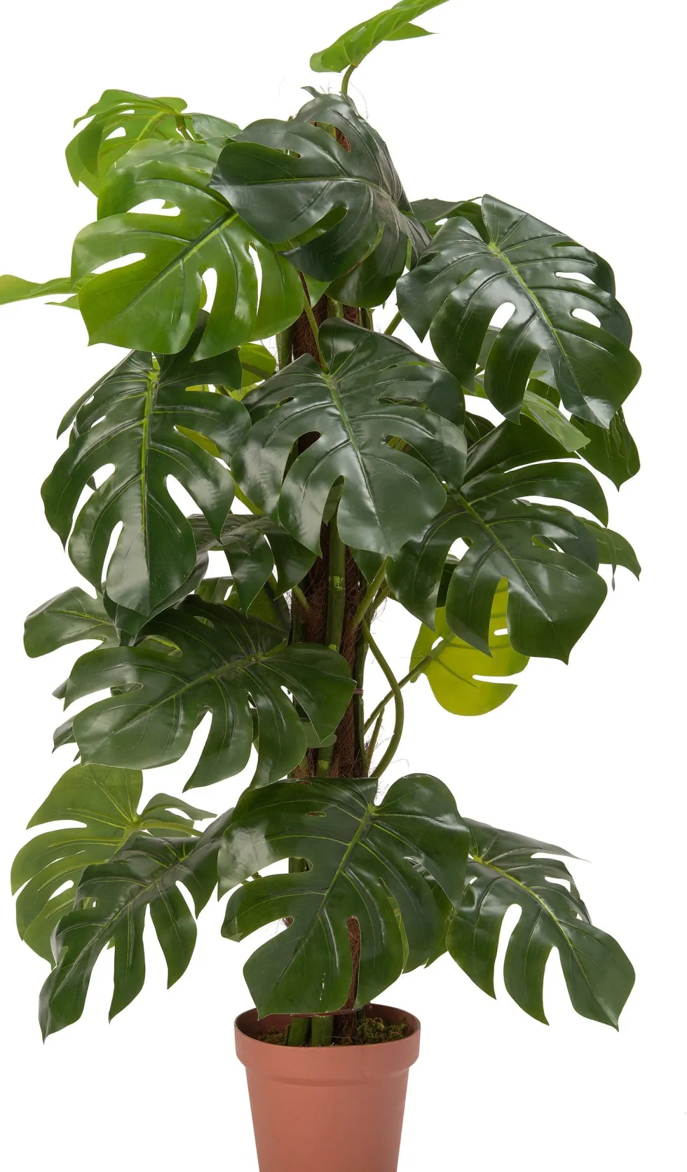 Intratuin kunstplant Monstera D 20 H 140 cm