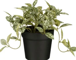 Intratuin kunstplant Mozaïekplant witbont H 16 cm