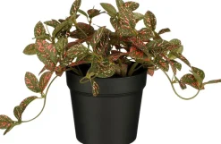 Intratuin kunstplant Mozaïekplant rood H 16 cm