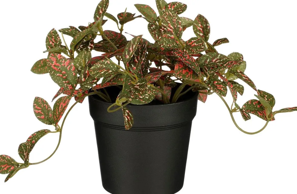Intratuin kunstplant Mozaïekplant rood H 16 cm