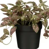 Intratuin kunstplant Mozaïekplant roze H 16 cm