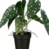 Intratuin kunstplant Olifantsoor H 27 cm