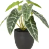 Intratuin kunstplant Olifantsoor lichtgroen D 7 H 16 cm