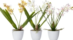 Intratuin kunstplant Orchidee geel D 10 H 37 cm