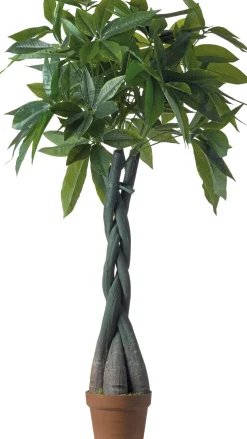 Intratuin kunstplant Pachira H 120 cm