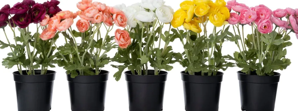 Intratuin kunstplant Ranonkel crème D 11 H 26 cm