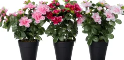 Intratuin kunstplant Rhododendron wit / roze D 9 H 26 cm