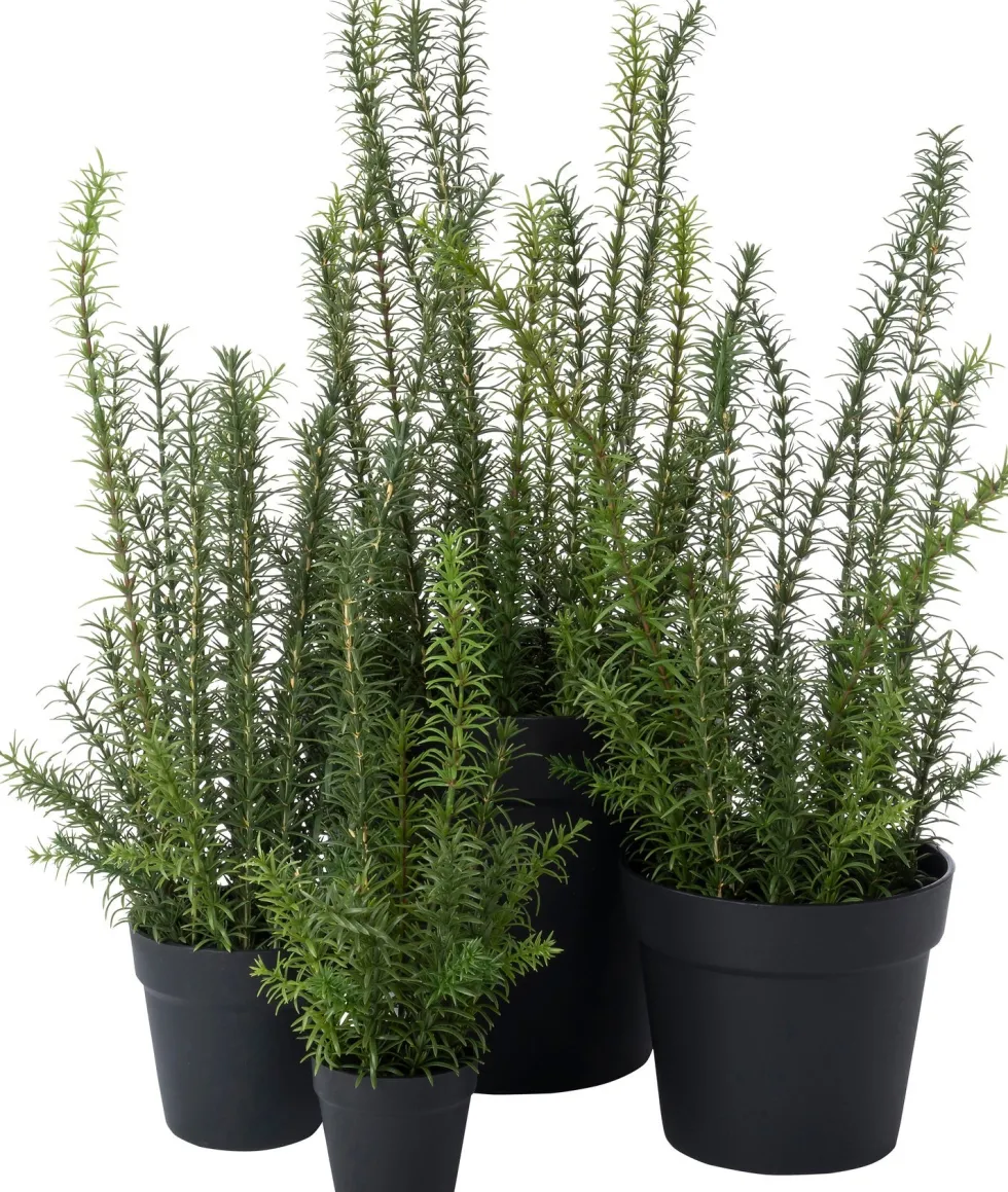 Intratuin kunstplant Rozemarijn paars D 28 H 68 cm