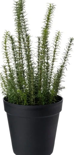 Intratuin kunstplant Rozemarijn paars D 28 H 68 cm