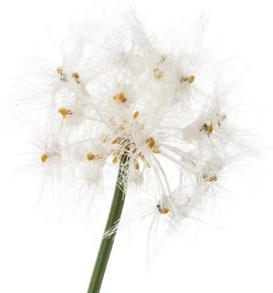 Intratuin kunstplant Siergras / Paardenbloem wit H 120 cm