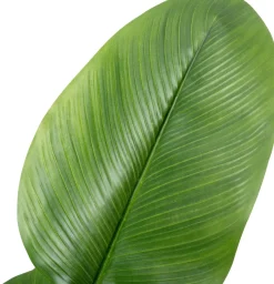 Intratuin kunstplant Strelitzia D 15,2 H 160 cm
