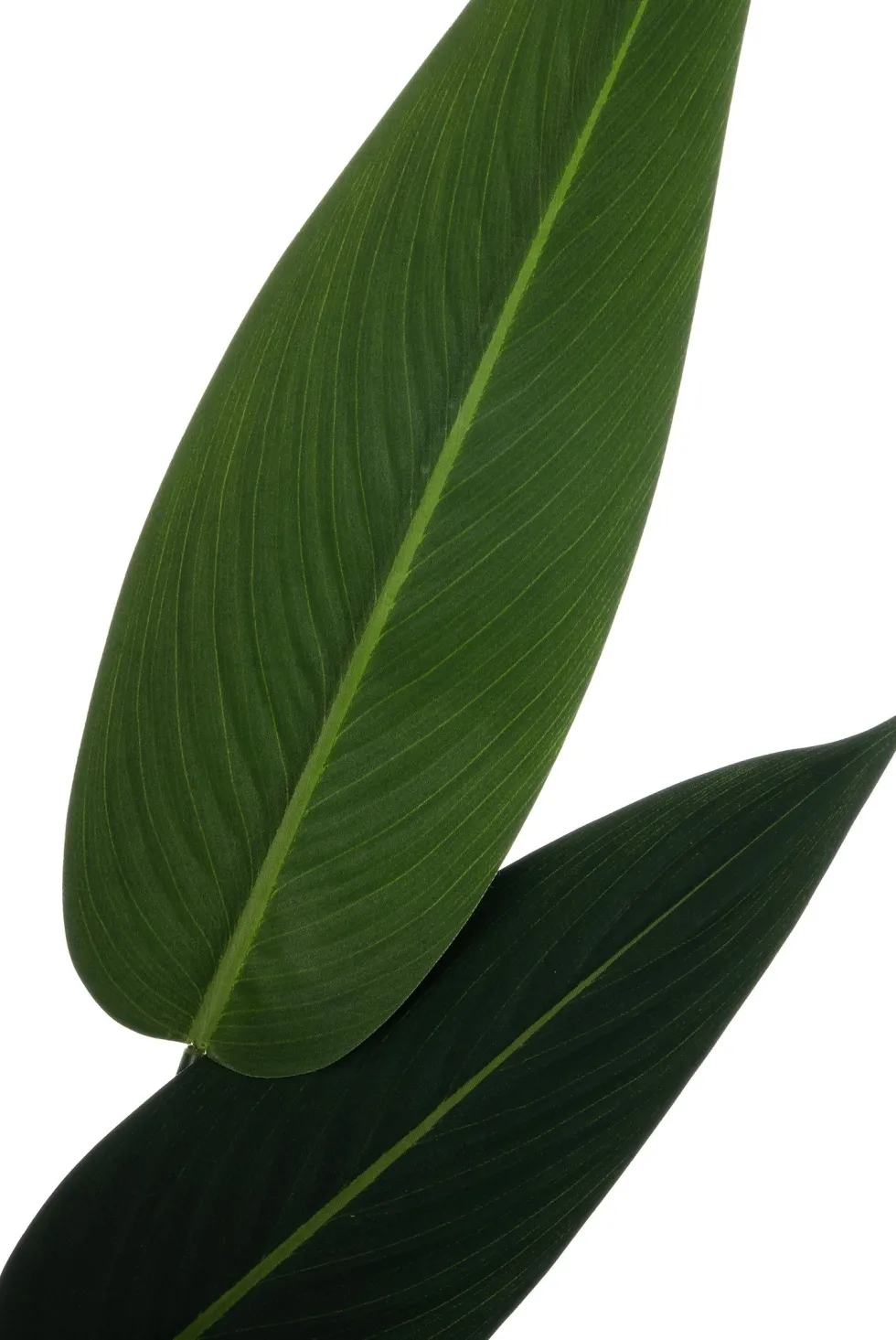 Intratuin kunstplant Strelitzia reginae H 120 cm