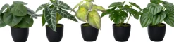 Intratuin kunstplant Syngonium D 7 H 16 cm