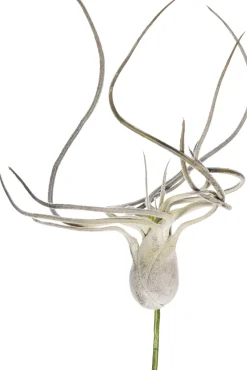 Intratuin kunstplant Tillandsia grijs H 15 cm