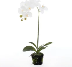 Intratuin kunstplant Vlinderorchidee wit D 13 H 60 cm