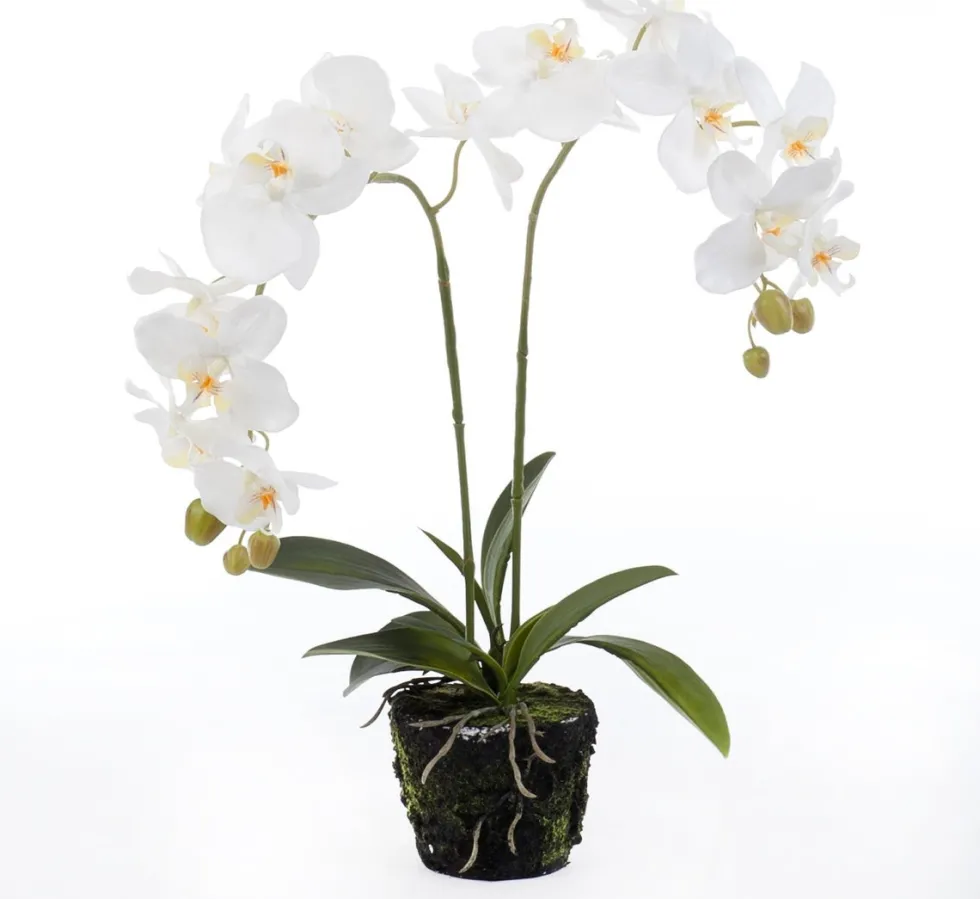 Intratuin kunstplant Vlinderorchidee wit D 15 H 67 cm