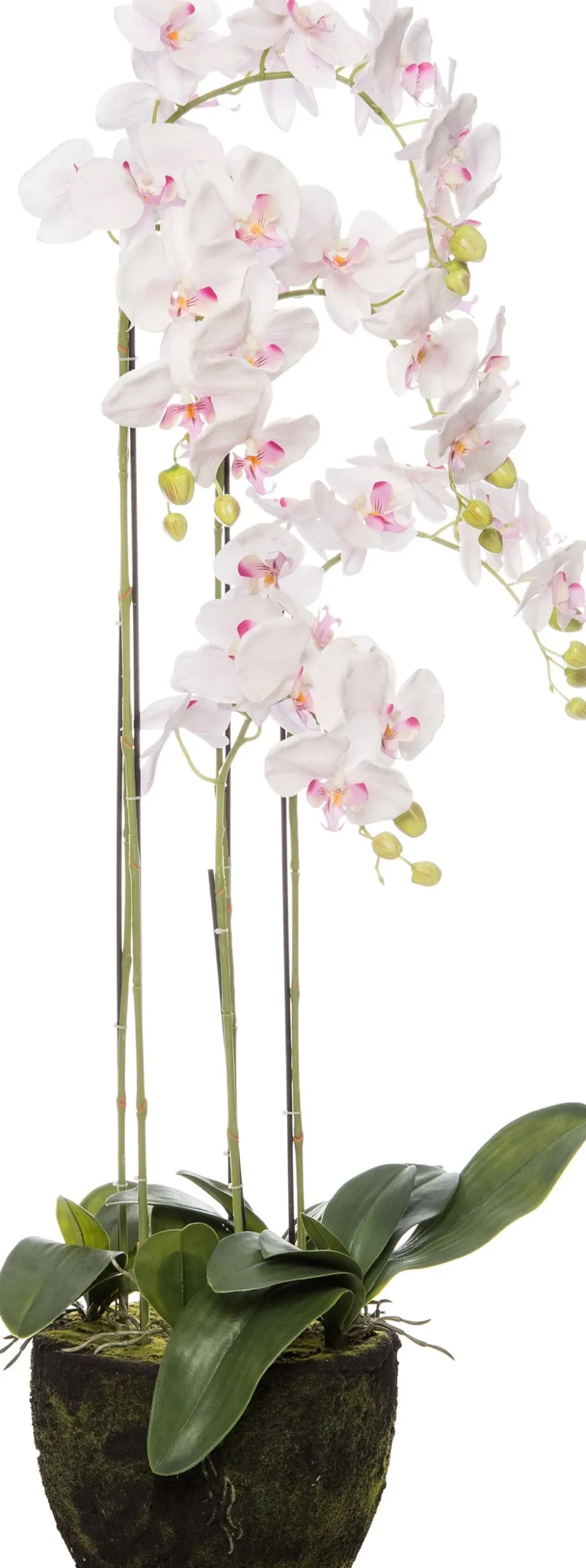 Intratuin kunstplant Vlinderorchidee wit / roze H 115 cm