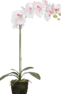 Intratuin kunstplant Vlinderorchidee wit / roze H 63 cm