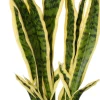 Intratuin kunstplant Vrouwentong geelbont D 12,5 H 48 cm