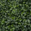 Intratuin kunstplant Wandpaneel Buxus L 100 B 100 cm