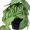 Intratuin kunstplant Watermeloenplantje D 9 H 17 cm