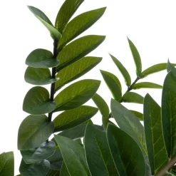 Intratuin kunstplant Zamioculcas D H 88 cm