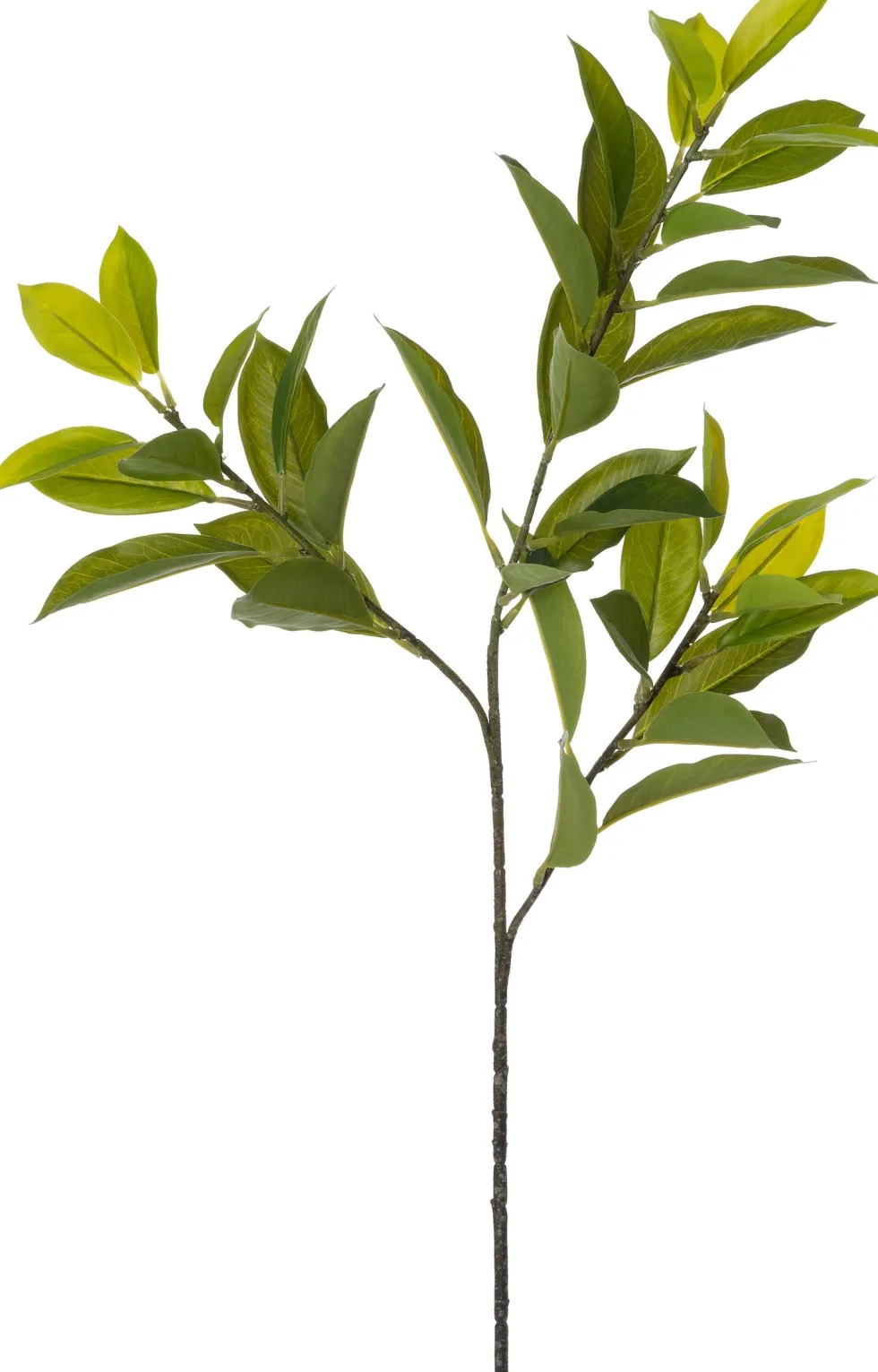 Intratuin kunsttak Liguster H 81 cm