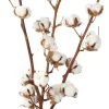 Katoenplant (Gossypium) H 50 cm