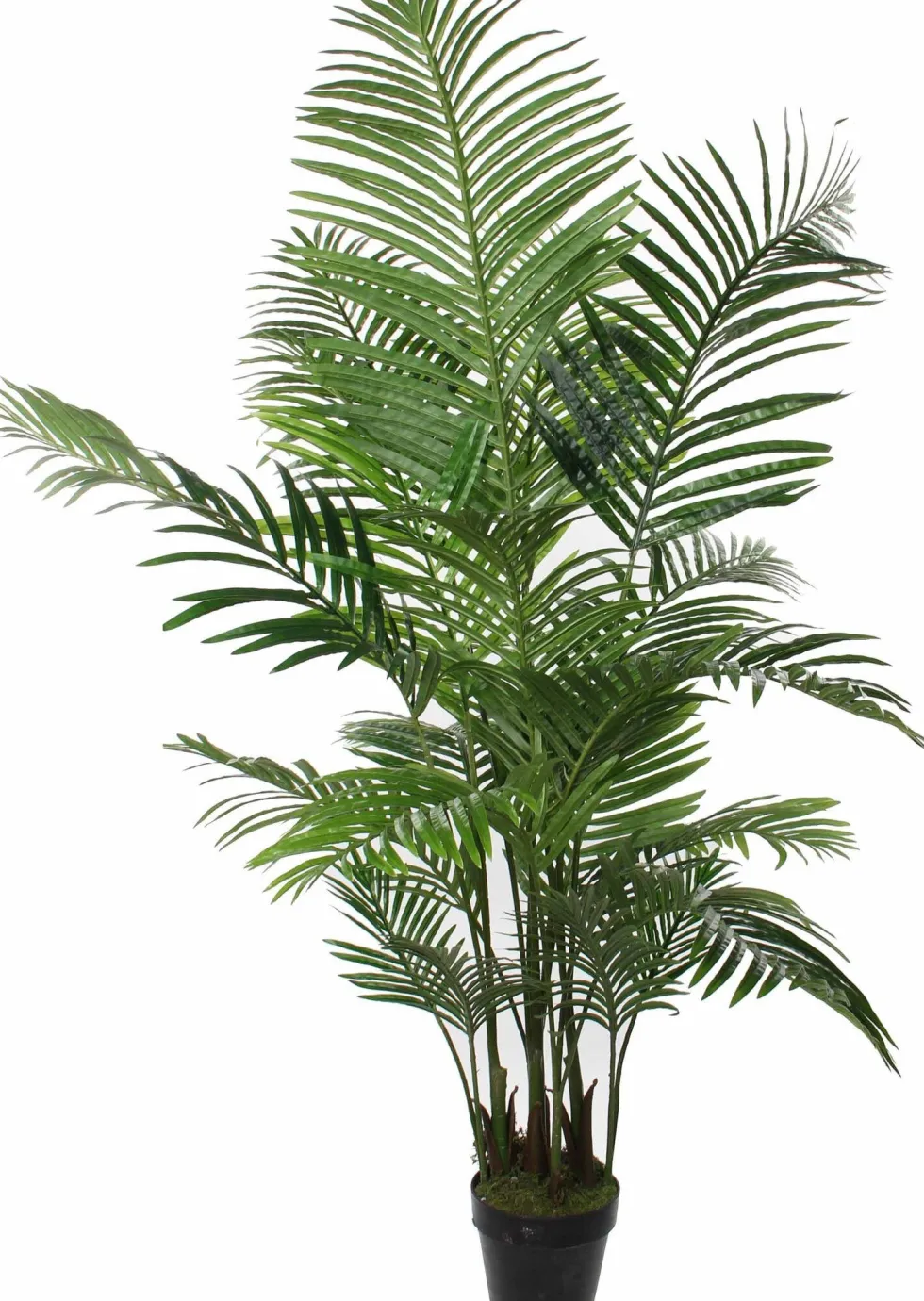 Mica Decorations kunstplant Kentiapalm D H 160 cm