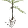Mica Decorations kunstplant Varen D H 28 cm