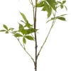 Mica Decorations kunsttak Cassave H 108 cm