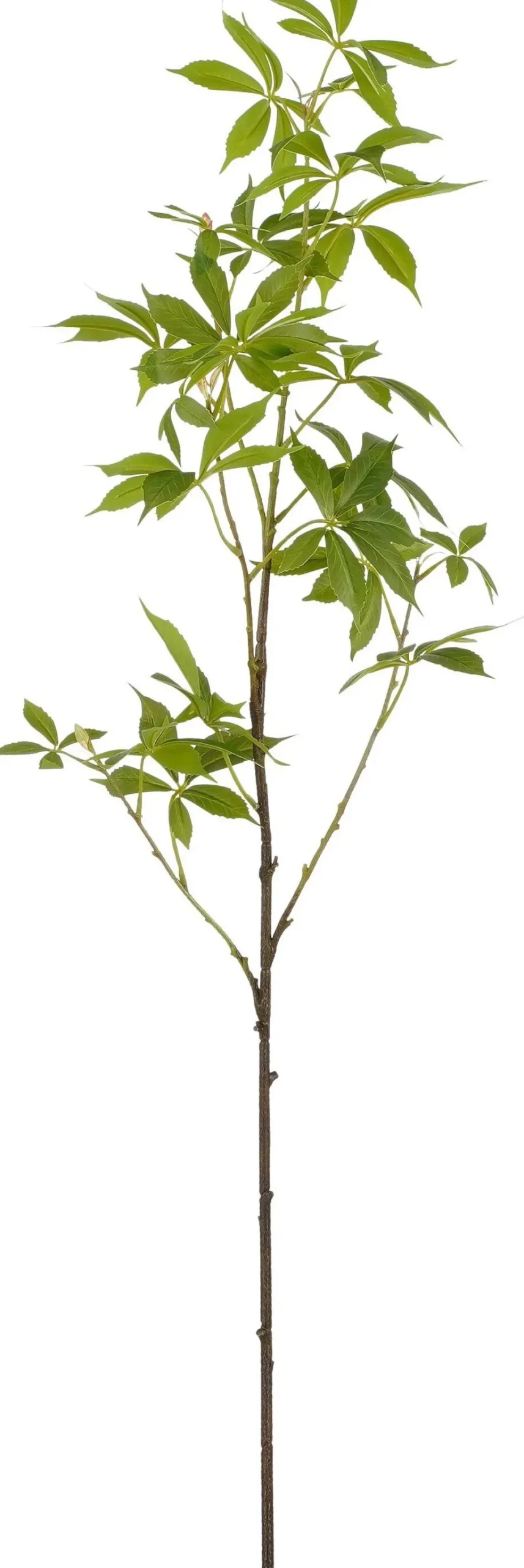 Mica Decorations kunsttak Cassave H 108 cm