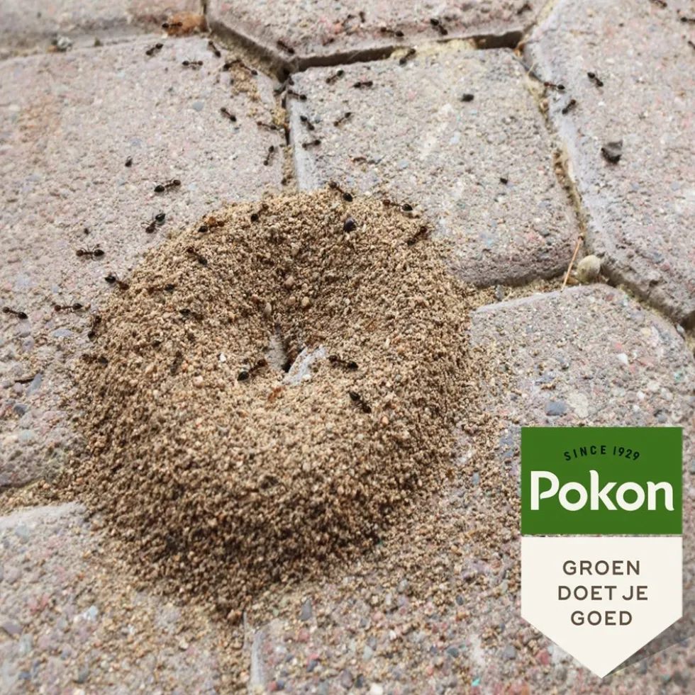 Pokon tegen mieren korrels 250 g