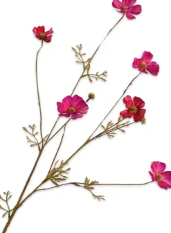 Silk-ka kunstbloem Cosmea rood / roze H 77 cm