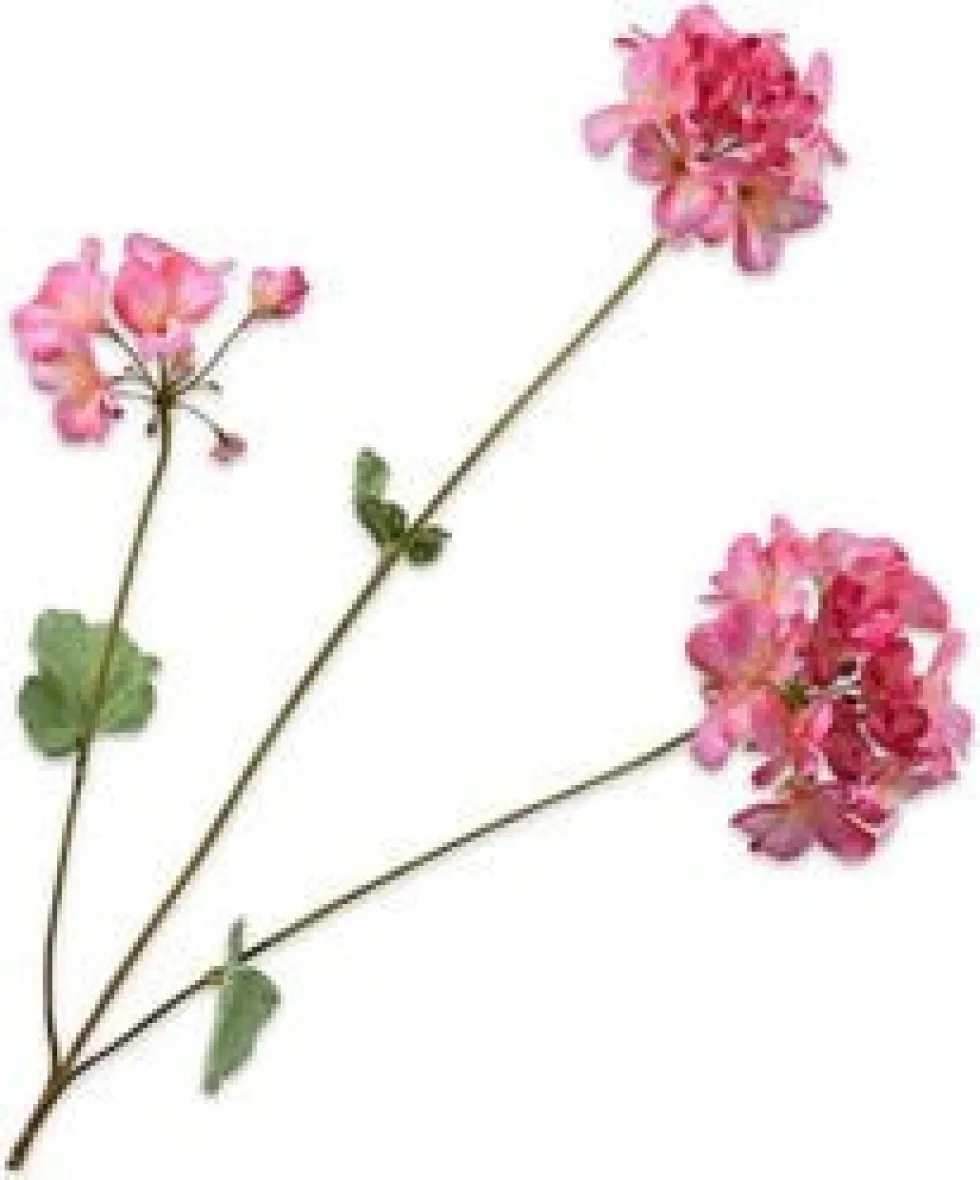 Silk-ka kunstbloem Geranium roze H 75 cm