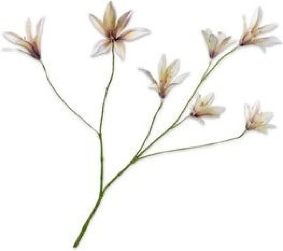 Silk-ka kunstbloem Lelie wit H 85 cm