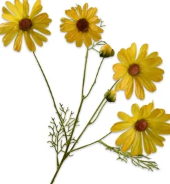 Silk-ka kunstbloem Margriet geel H 60 cm