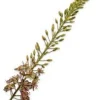 Silk-ka kunstbloem Naald van Cleopatra groen / bruin H 107 cm