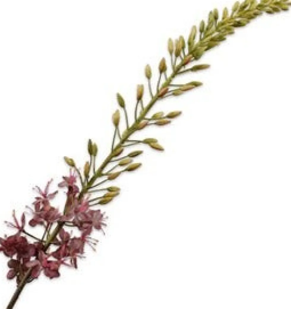 Silk-ka kunstbloem Naald van Cleopatra paars H 14 cm